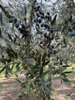 /album/galleria-di-foto/whatsapp-image-2025-10-12-at-15-30-39-jpeg/